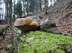 Vertrag Naturschutz Wald Tannenfeuerschwamm Vertrag Naturschutz Wald Tannenfeuerschwamm